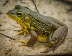 Green Frog