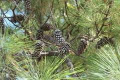 loblolly pine