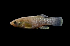 Mummichog
