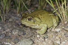Sonoran Desert Toad