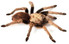 Desert Blonde Tarantula