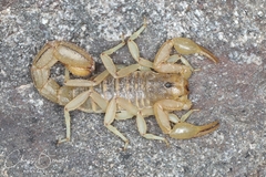 Stripe-tailed Scorpion