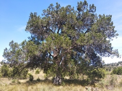 alligator juniper