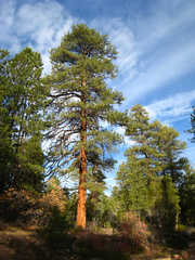 Southwestern Ponderosa Pine