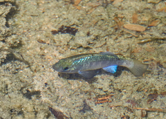 Sonoyta Pupfish