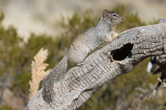 Rock Squirrel