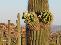 saguaro