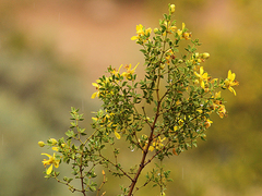 Creosote Bush