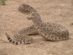 Western Diamond-backed Rattlesnake