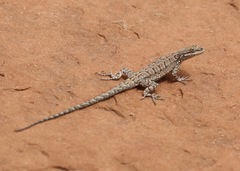 Ornate Tree Lizard