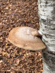 birch polypore