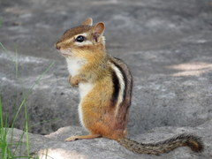 Eastern Chipmunk