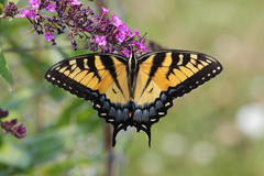 Eastern Tiger Swallowtail