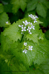 garlic mustard