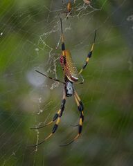 Golden Silk Spider