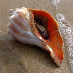 Knobbed Whelk