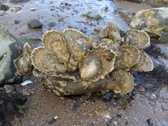 Eastern Oyster