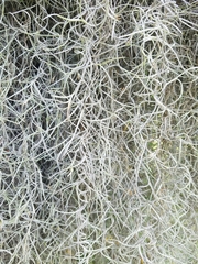 Spanish moss