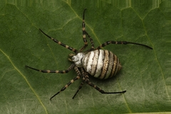 Banded Garden Spider