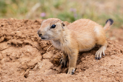 Black-tailed Prairie Dog