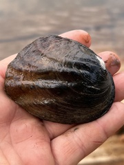Three-ridge Mussel