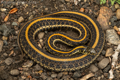 Plains Garter Snake