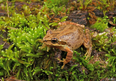 Pacific chorus frog