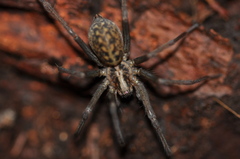 Giant House Spider