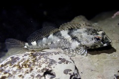 Tidepool Sculpin