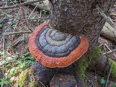 Northern Red Belt
