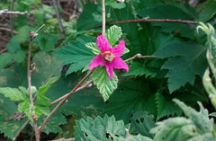 Salmonberry