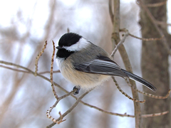 Black-capped Chickadee