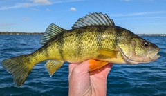 Yellow Perch