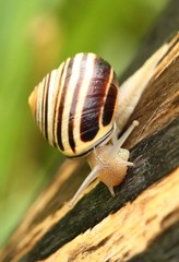 Brown-lipped Snail