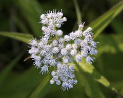 white snakeroot