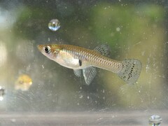 Eastern Mosquitofish