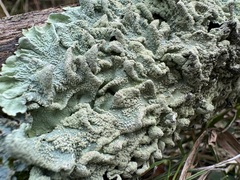 common greenshield lichen