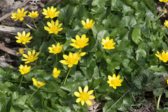 lesser celandine