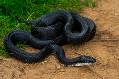 Central Ratsnake