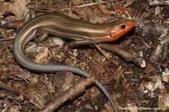 Common Five-lined Skink