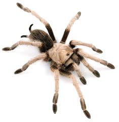 Desert Tarantula