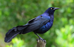 Great-tailed Grackle