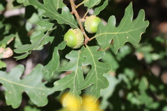 Gambel Oak
