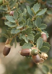 Sonoran scrub oak