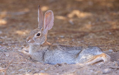 Desert Cottontail