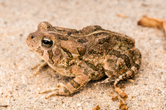 Fowler's Toad