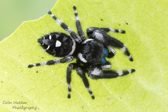 Bold Jumping Spider