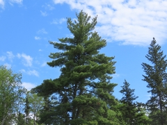 eastern white pine