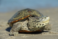 Diamondback Terrapin