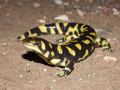 Western Tiger Salamander